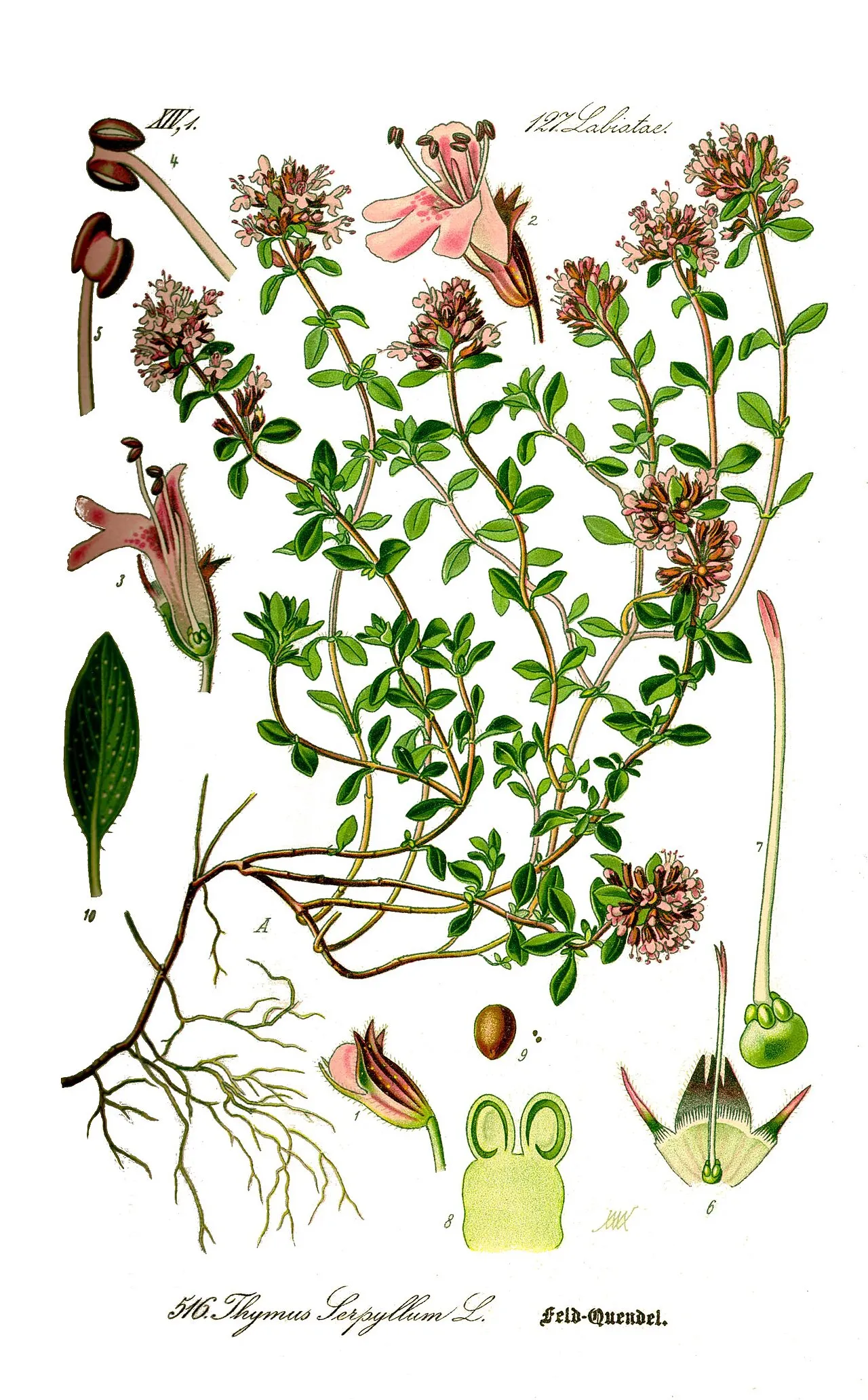 Botaninis čiobrelio piešinys