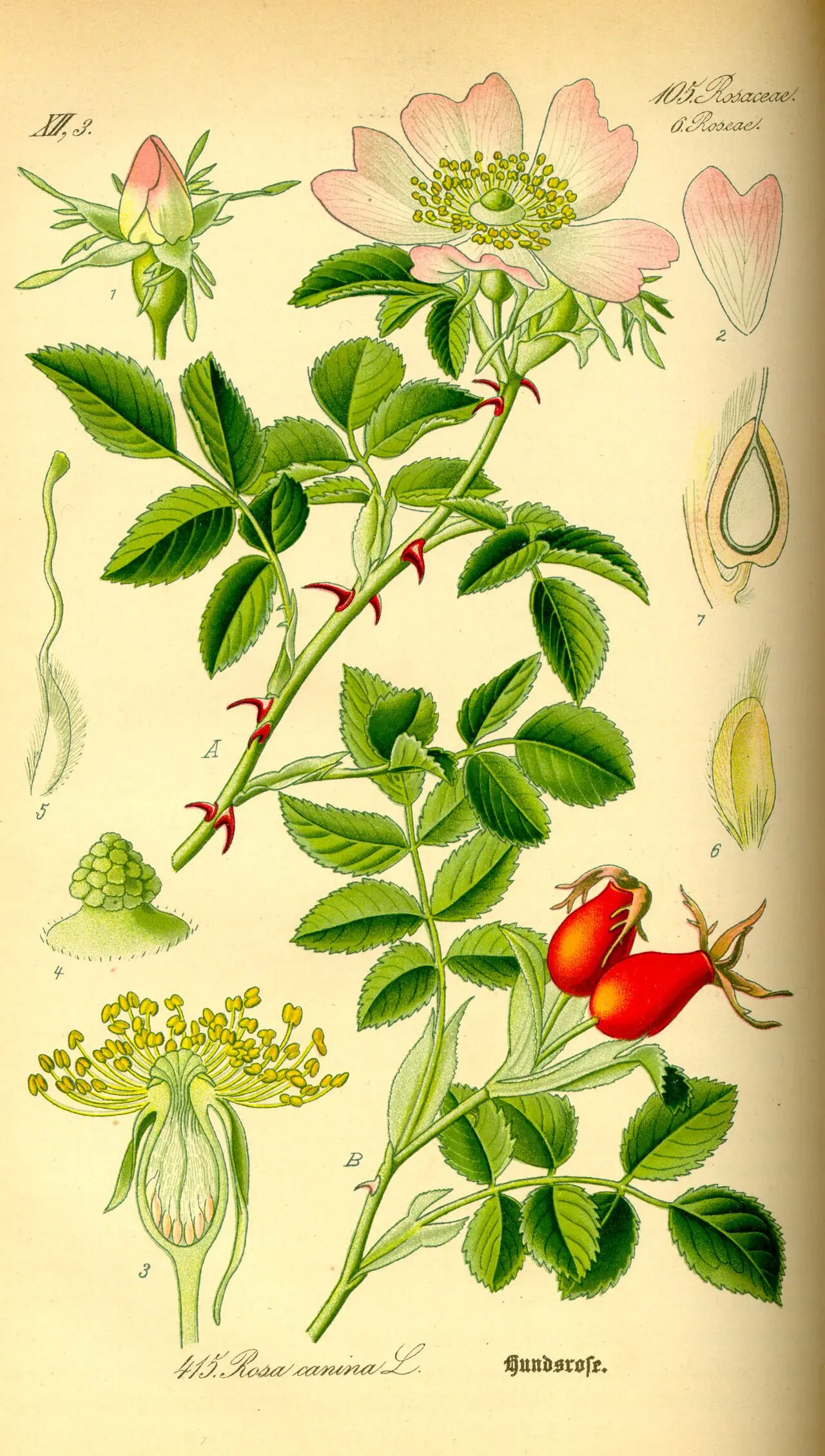 Botaninis erškėčio piešinys su raudonomis uogomis