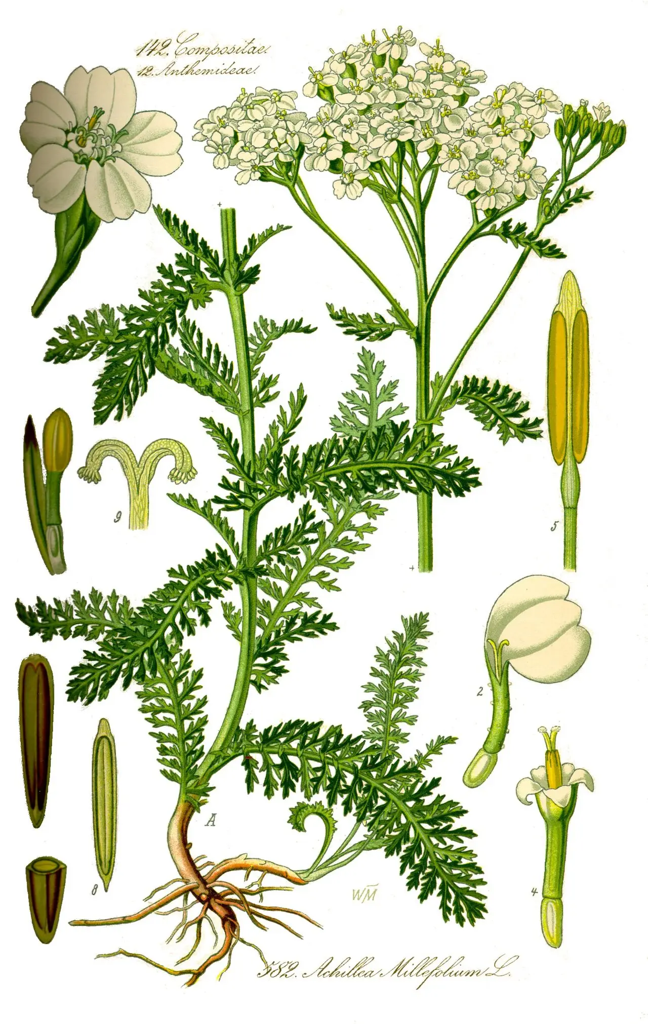 Botaninis kraujažolės piešinys