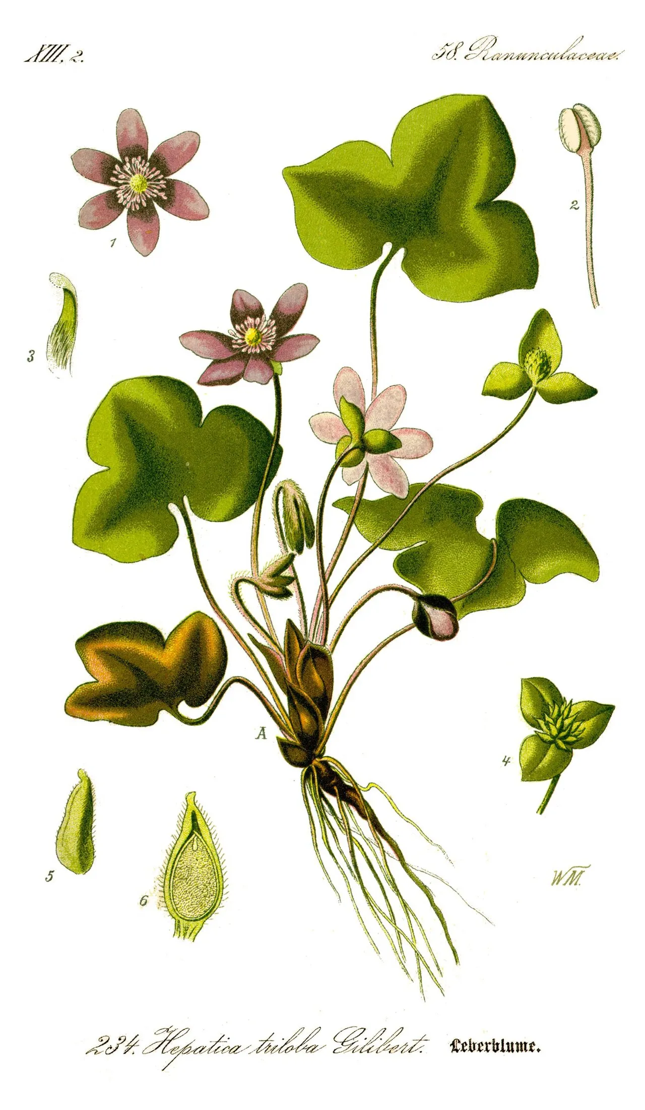 Botaninis žibutės (Hepatica nobilis) piešinys: žiedai, lapai ir šaknys